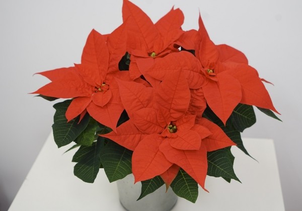 Euphorbia pulcherrima Christmas Surprise