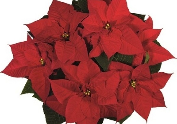 Euphorbia pulcherrima Christmas Beauty