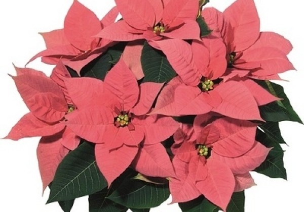 Euphorbia pulcherrima Christmas Beauty Pink
