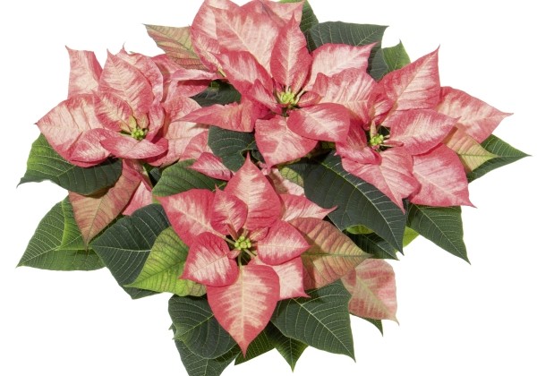 Euphorbia pulcherrima Christmas Beauty Princess