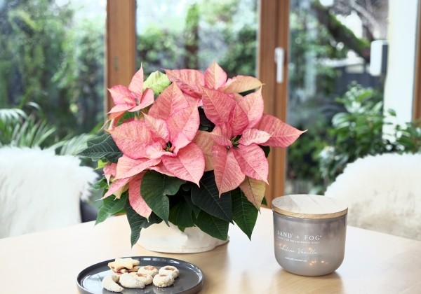 Euphorbia pulcherrima Christmas Aquarell
