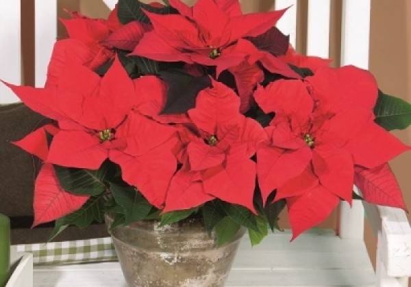 Euphorbia pulcherrima Christmas Aurora