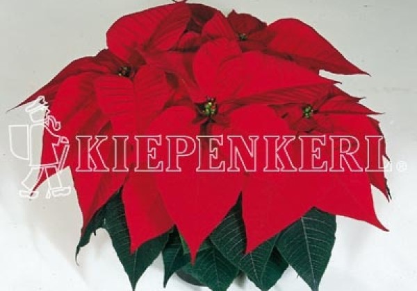 Euphorbia pulcherrima Christmas Feelings