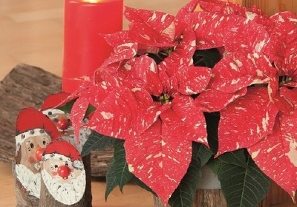 Euphorbia pulcherrima Christmas Feelings Glitter