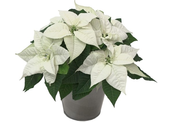 Euphorbia pulcherrima Ice Princess