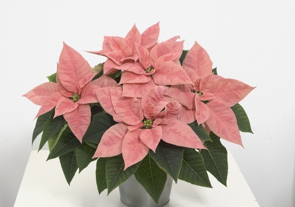 Euphorbia pulcherrima Christmas Pink Champagne (SK 204)