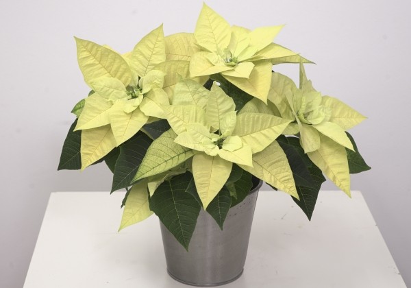 Euphorbia pulcherrima Christmas Lemon Xmas (SK 210)