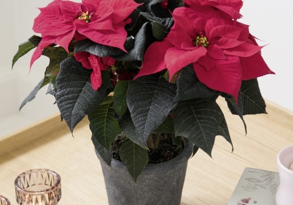 Euphorbia pulcherrima Q-ismas Bond