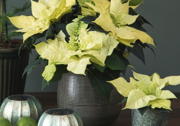 Euphorbia pulcherrima Frosty Qismas