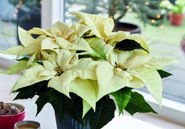 Euphorbia pulcherrima Q-ismas Snowflake