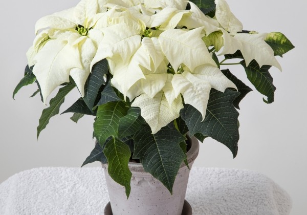 Euphorbia pulcherrima Qismas White