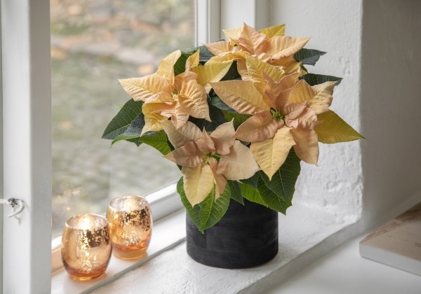 Euphorbia pulcherrima Qismas Yellow