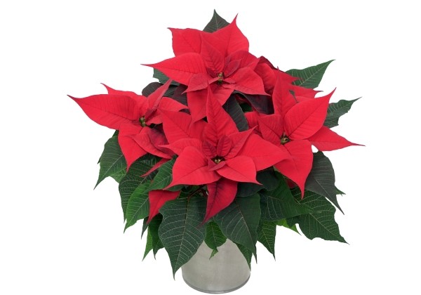 Euphorbia pulcherrima Christmas Time