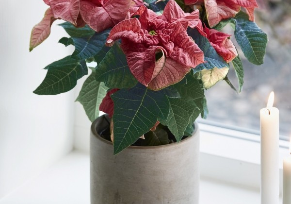 Euphorbia pulcherrima Q-ismas Crunch Pink