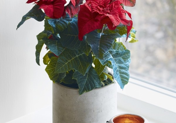 Euphorbia pulcherrima Q-ismas Crunch Red
