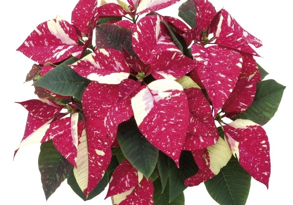 Euphorbia pulcherrima Superba Glitter