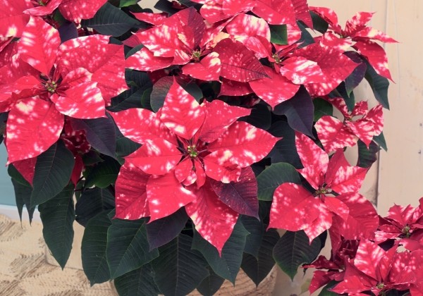 Euphorbia pulcherrima Fantasy Star
