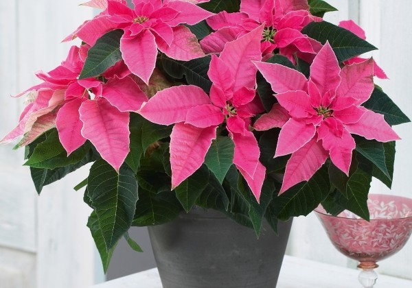 Euphorbia pulcherrima Princettia Hot Pink
