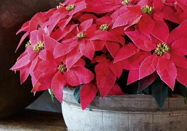 Euphorbia pulcherrima Princettia Indian Red