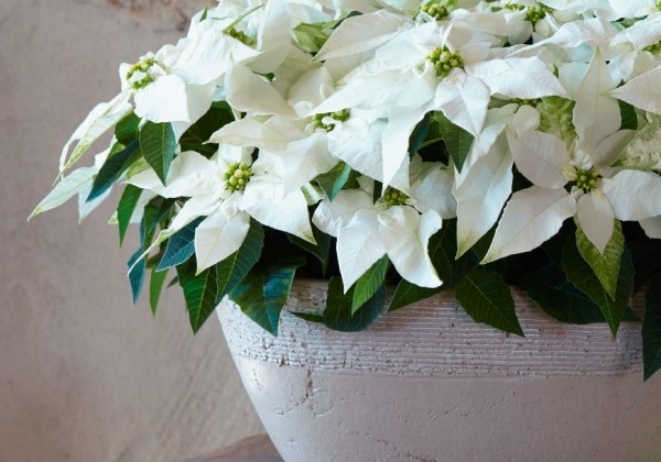 Euphorbia pulcherrima Princettia Pure White