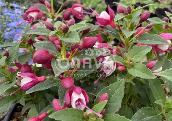 Fuchsia hybrida Fuchsita Carmine-White (stāva)