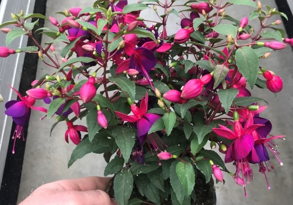 Fuchsia hybrida Fuchsita Magenta-Purple (stāva)
