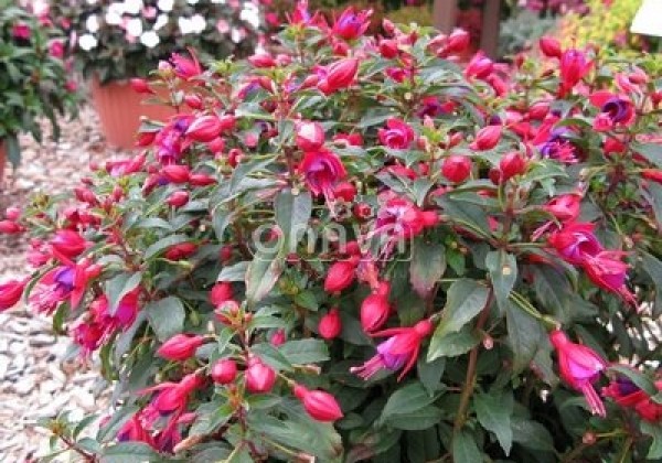 Fuchsia hybrida Fuchsita Red-Blue (stāva)