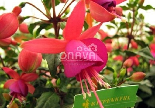 Fuchsia hybrida Fuchsita Red-Blue (stāva)