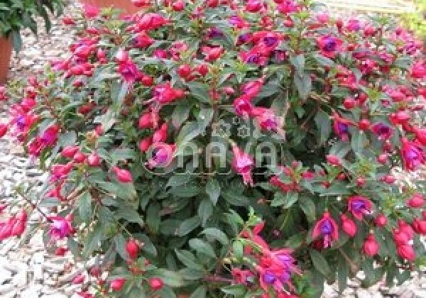 Fuchsia hybrida Fuchsita Red-Blue (stāva)