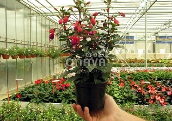 Fuchsia hybrida Fuchsita Red-Blue (stāva)