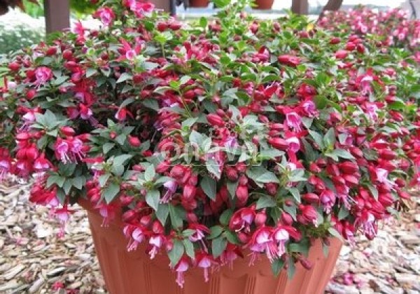 Fuchsia hybrida Fuchsita Red-Lavender (stāva)