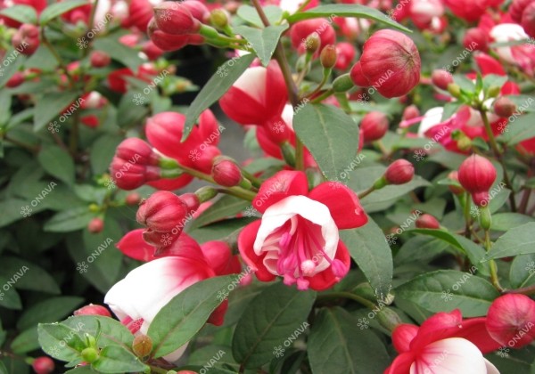 Fuchsia hybrida Fuchsita Red-White (stāva)