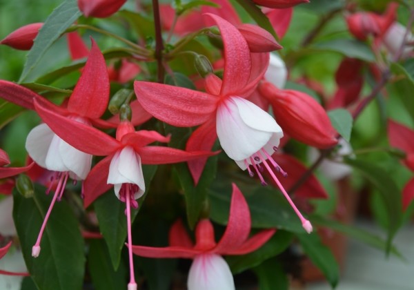 Fuchsia hybrida Fuchsita Scarlet-White (stāva)