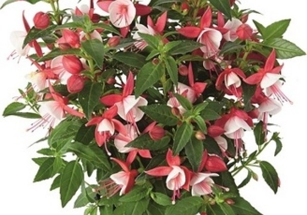 Fuchsia hybrida Fuchsita XL Deep Rose-White (stāva)