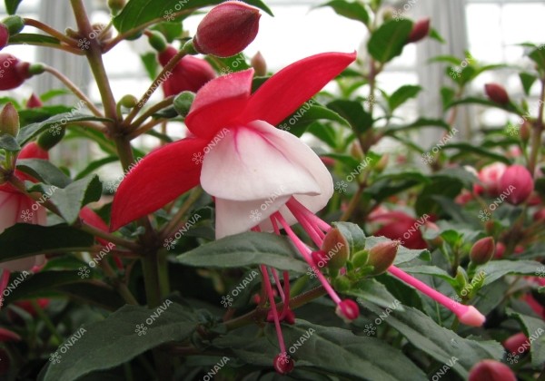 Fuchsia hybrida Ernie (stāva)