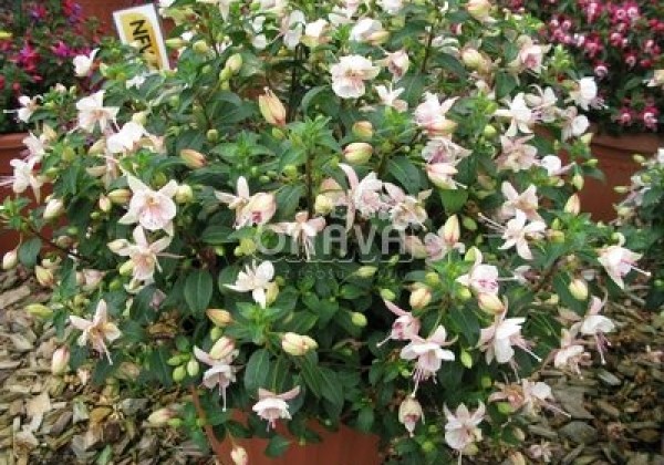 Fuchsia hybrida Polar (stāva)