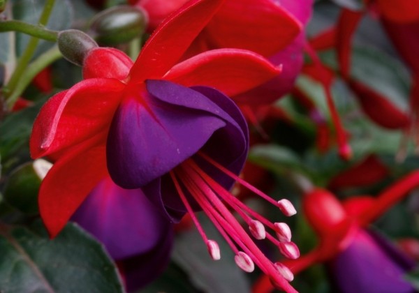 Fuchsia hybrida Jollies Nantes (stāva)