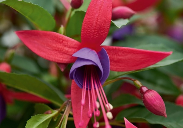 Fuchsia hybrida Summer Island Rose-Purple (nokarena)