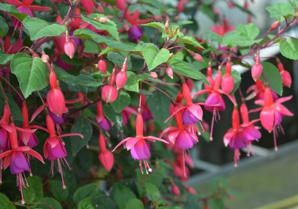 Fuchsia hybrida Beacon Red-Blue (nokarena)