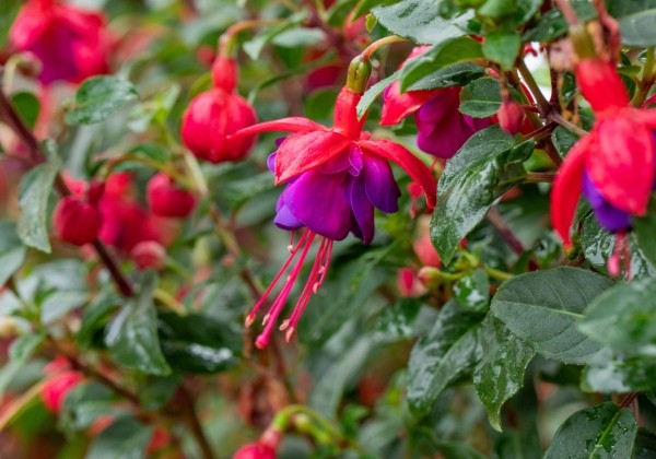 Fuchsia hybrida General Monk Red-Blue (stāva)