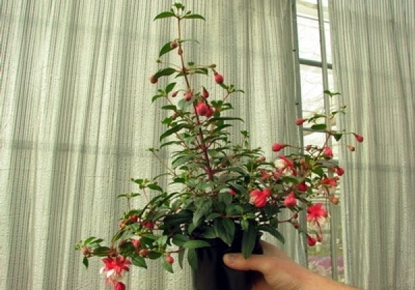 Fuchsia hybrida General Monk Red-White (stāva)