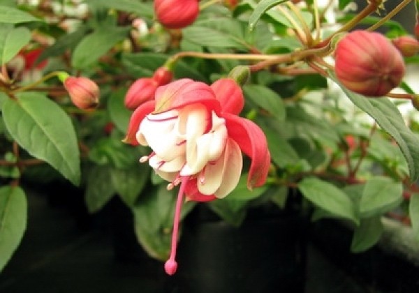 Fuchsia hybrida General Monk Red-White (stāva)