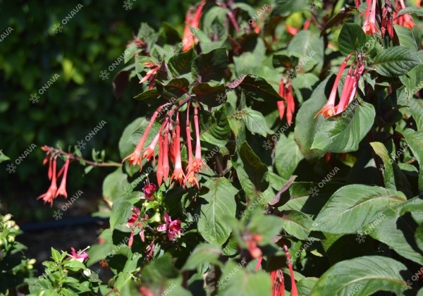 Fuchsia hybrida Koralle (stāva)