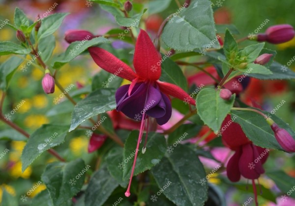 Fuchsia hybrida Leonita XL Magenta-Purple (nokarena)