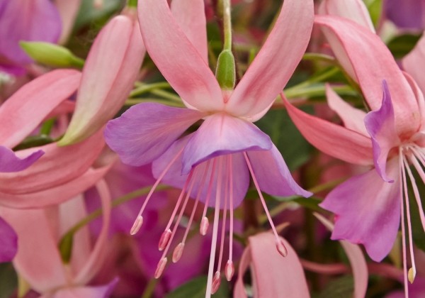 Fuchsia hybrida Leonita Pink-Lilac (nokarena)