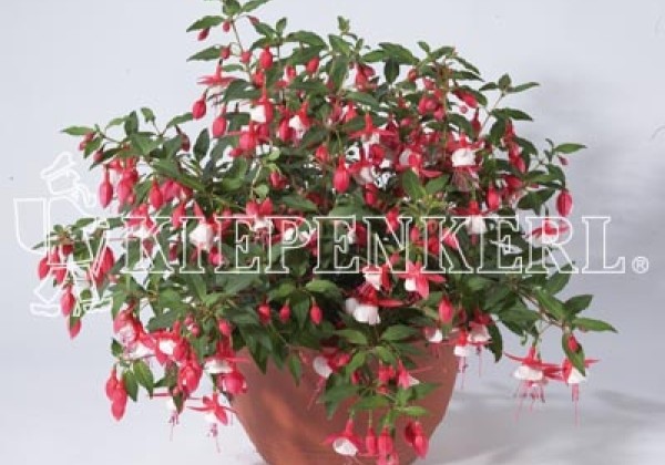 Fuchsia hybrida Leonita Red-White (nokarena XXL)