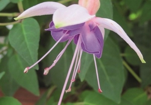 Fuchsia hybrida Leonita White-Blue (nokarena)