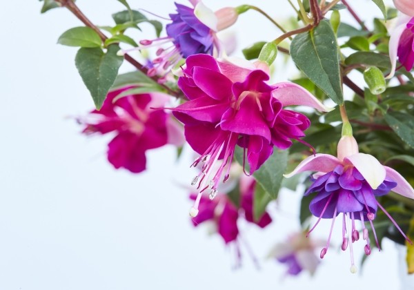 Fuchsia hybrida Leonita Double Blush-Violet (nokarena)