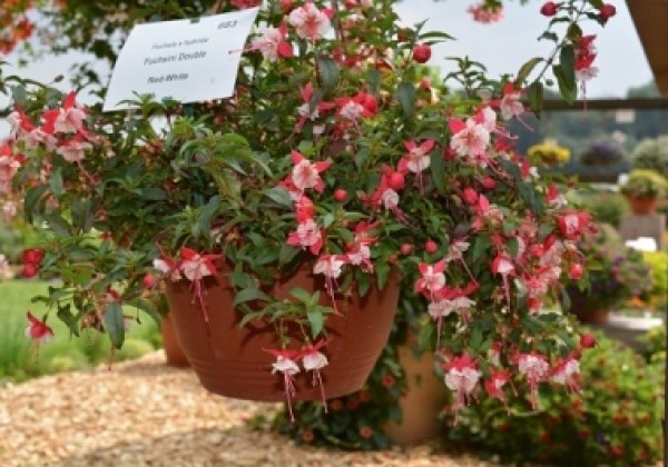 Fuchsia hybrida Leonita Double Red-White (nokarena)