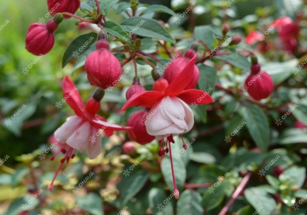 Fuchsia hybrida Alwin (nokarena)